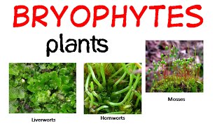 Bryophytes life cycle [upl. by Hayikat]