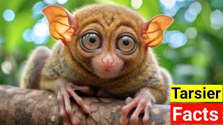 Fascinating Facts About Tarsier [upl. by Berkley]