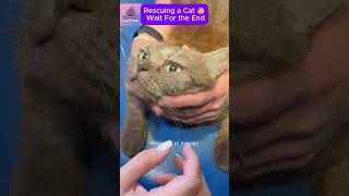 Rescuing a Kitten with Parasites in Its Eye CatRescue RescueCat [upl. by Nerfe]