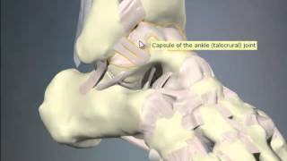 Chronic Inversion Ankle Sprain 1 [upl. by Luigino]