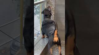 Aggressive Rottweiler Bubzee Protecting House shorts rottweiler dogs youtubeshorts bubzee [upl. by Mckenna508]