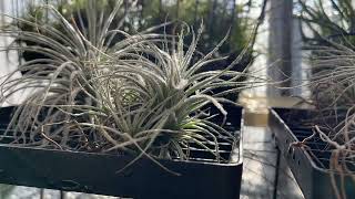 Tillandsia tectrum drying timelapse 💧❄️🍍 20241117 [upl. by Leann]