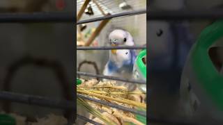 Попугай Терри☺️ birds music babyparrotកូនសេក parrot budgies [upl. by Ellenuahs306]