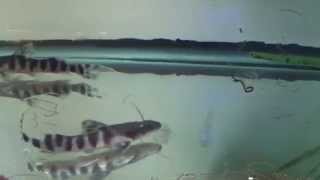 Tigrinus Catfish at AquaScapeOnlinecom [upl. by Kore168]