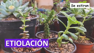 ¿Por qué se estira mi planta  Etiolación  Desierto Verde [upl. by Airenahs773]