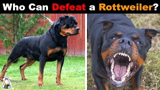 6 Dogs That Could Defeat a Rottweiler [upl. by Teragramyram632]