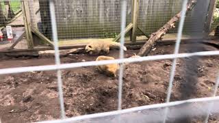 MESSINGHAM ZOO 30052024 10 [upl. by Llenyt367]