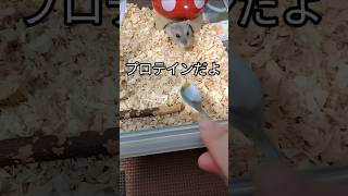 ハムスター用プロテイン（ピク）ハムスター hamsters プロテインcute 可愛い癒し [upl. by Thinia775]