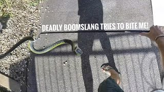 Very Defensive Boomslang Rescue [upl. by Monjan]