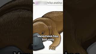 5 Fascinating Platypus Facts You Need to Know shorts [upl. by Bettina987]