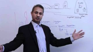 Immunology Basophil Mast Cells Lecture 4 Part 2 [upl. by Aneekat]