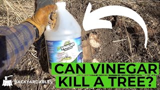 Can Vinegar Kill A Tree [upl. by Otte779]