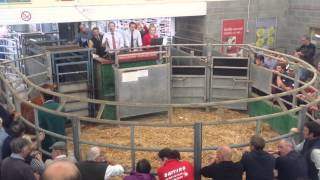 Champion Sedgemoor potential show cattle 2015 [upl. by Garaway808]