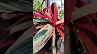 Stromantheplantgoalsplantlove indoorplantloverpinkplanetbalconygardenplantobsessed plant [upl. by Ynabe85]