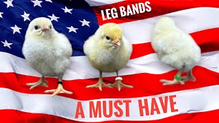 American Bresse chicks with LEG BANDS [upl. by Arihsat]