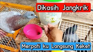 Pemberian Jangkrik ke Merpati  REAKSINYA LANGSUNG GIRING KEKET ‼️ [upl. by Nnaeilsel]