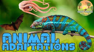 Incredible Animal Adaptations You Didnt Know Existed  Cute Facts [upl. by Ruhl836]