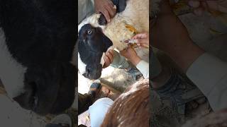 Jugular venepuncture veterinary physiology sheep bloodsample animalhealth animals pethealth [upl. by Samira]