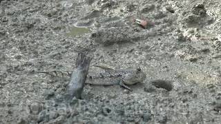 Bluespotted Mudskipper Malaysia 20180425170623m2ts [upl. by Eissat]