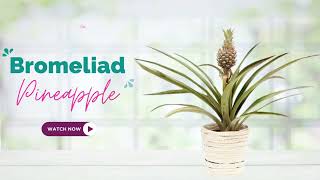 Bromeliad Pineapple Plant  Ananas Comosus  TinyLeaf [upl. by Aibonez]