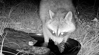 Raccoon Washing its Hands [upl. by Wenz826]