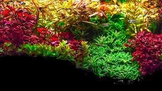 Planted Aquarium  Amazing Plants [upl. by Ahsiad]