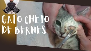 Gato cheio de larvas e bernes  Cat full of larvae and botflies [upl. by Donohue]