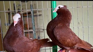 মুক্ষি কবুতরের দাম ও জাত পরিচিত।।mukki kobutor palonMukki pigeon Price [upl. by Lleddaw569]