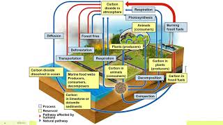 APES Unit 14 The Carbon Cycle [upl. by Andersen]