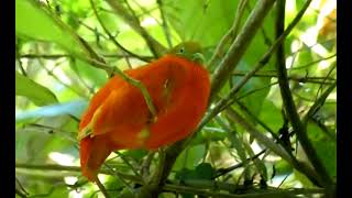 Orange fruit Dove Ptilinopus victor [upl. by Haek]