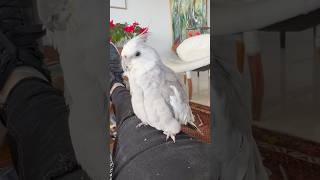 Bossy Cockatiel upset if his preening is disrupted cockatiel [upl. by Ingelbert]