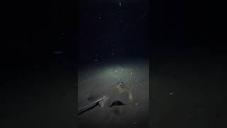 BLUE SPOTTED STINGRAY AT NIGHT fish wildlife inspiration fishing video CREDITS IJU [upl. by Nosaj]