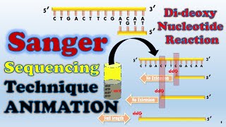 Sanger sequencing  ANIMATION [upl. by Burrton]