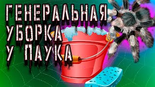 Генеральная уборка у Nhandu coloratovillosus АНАБЕЛЬ [upl. by Ernest]