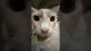 He’s bopping cat silly song [upl. by Thynne]