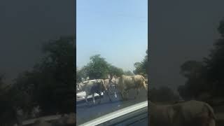 Babujee dhire chalnaStreet cow [upl. by Ammon717]