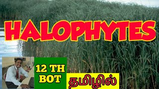 HALOPHYTES  TAMIL  CHARACTERS  EXAMPLES  PRINCIPLES OF ECOLOGY  STD 12  TNSCERT [upl. by Erminie]