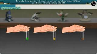 Study digestion of starch by salivary amylase under different conditions of temperature amp pH [upl. by Durwyn]