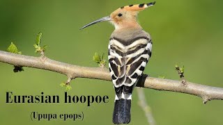 Eurasian hoopoe Video Upupa epops  Eurasian hoopoe adaptations [upl. by Danya]