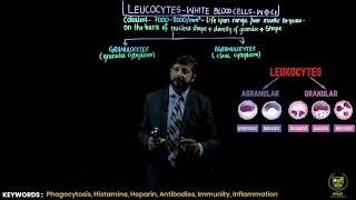 The leukocytes and its classification  11TH BIOLOGY  CHP 14  LECTURE 17 [upl. by Alat]