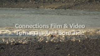 Turnagain Arm Bore Tide [upl. by Surtimed]