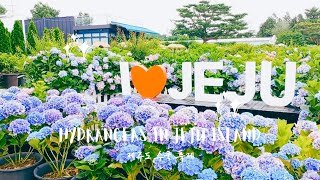 수국 축제 휴애리 제주 Hydrangea Festival in Hueree Jeju Island [upl. by Riha]