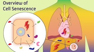 Overview of Cell Senescence [upl. by Ginevra]