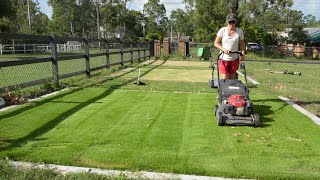 Renovating Zoysia  What You Need to Know [upl. by Oleusnoc953]