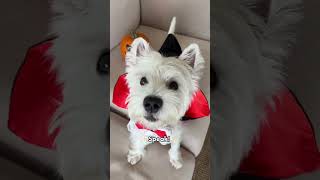 Smart Westie dog shows you his favorite TRICKS ✨ halloween [upl. by Takeo]