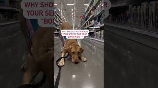 Service Dog Reel [upl. by Eibur]