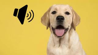 Labrador Dog Barking Sound  The SOund ButtOn [upl. by Elleiram806]