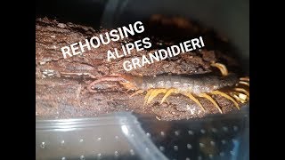 REHOUSINGS ALIPES GRANDIDIERI [upl. by Dallman]