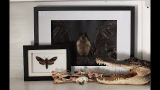 How to Make a Taxidermy Bat Display  GOTH DECOR [upl. by Pasho]