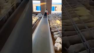 Bakri Farm trending goatfarming shorts ytshorts viralvideo [upl. by Wing252]